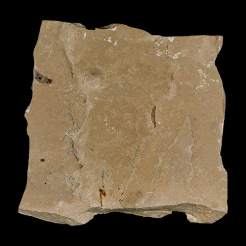 2.1" Fossil Tuber Ginger And Insect Ants Green River Formation Uintah Utah Eocene Age - Fossil Age Minerals
