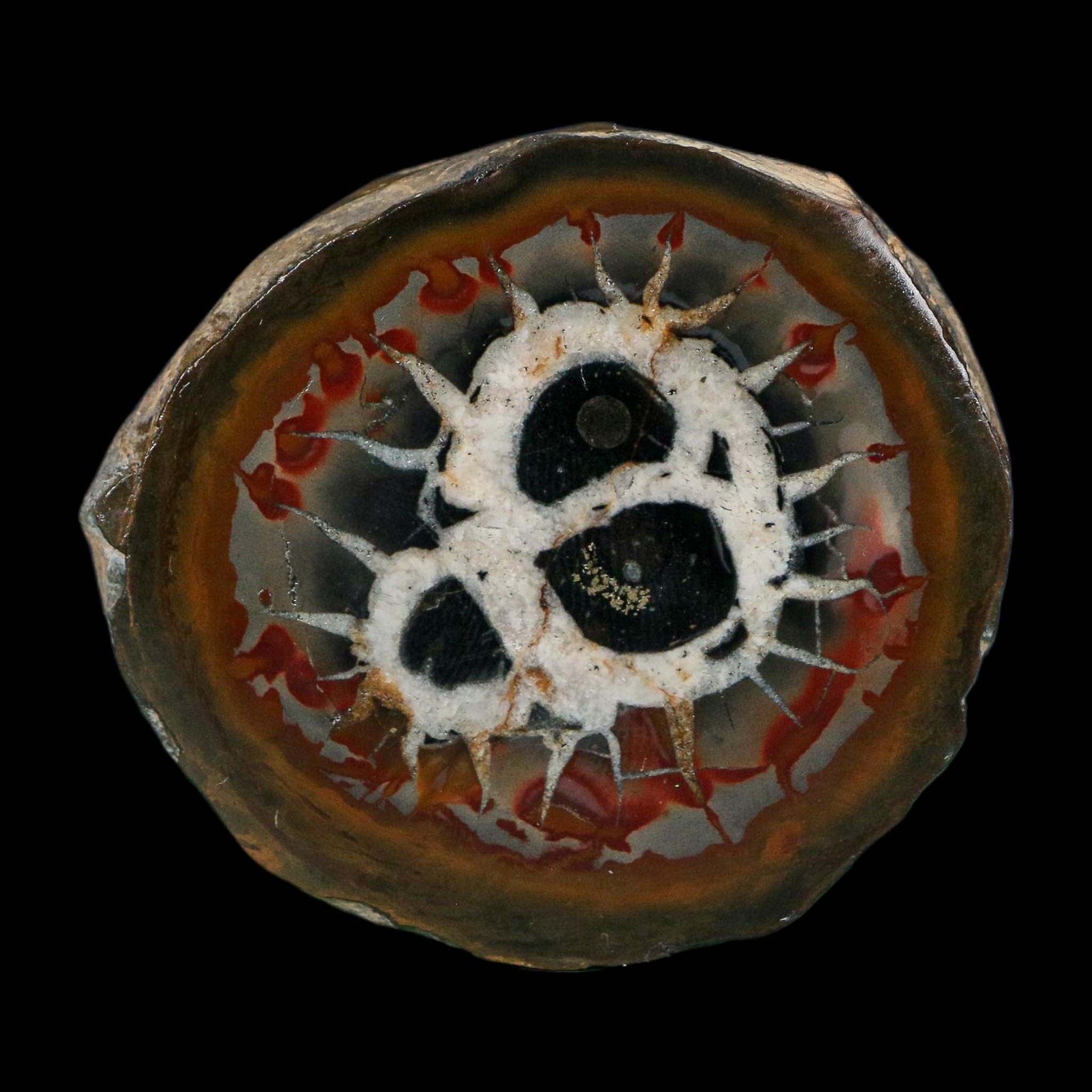 2.2" Septarian Dragon Stone Polished Halves Nodule Mineral Specimen Morocco - Fossil Age Minerals