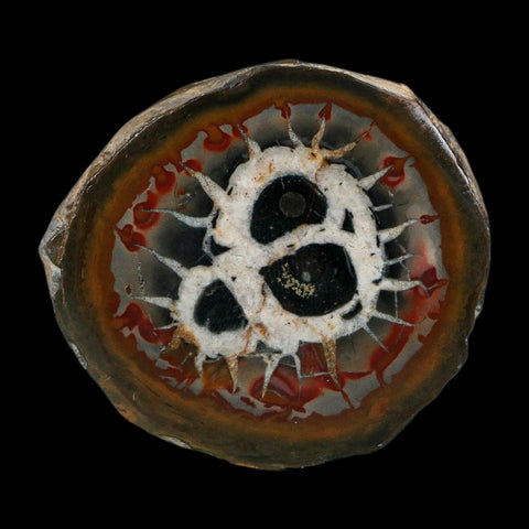 2.2" Septarian Dragon Stone Polished Halves Nodule Mineral Specimen Morocco