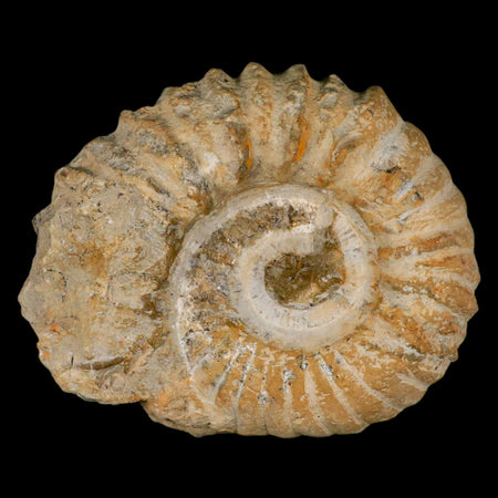 5.2" Acanthoceras Ammonite Fossil Agadir Morocco 360 Million Year Old COA
