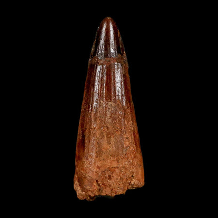 1.5" Spinosaurus Fossil Tooth 100 Million Years Old Cretaceous Dinosaur COA Stand