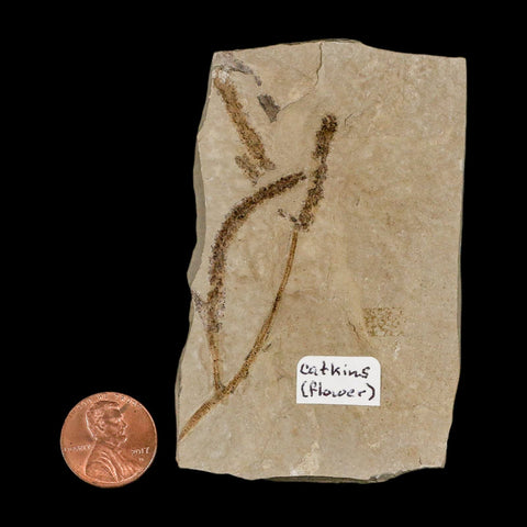 2.7" Fossil Catkins Flowers Plant Green River Formation Uintah County Utah Eocene Age - Fossil Age Minerals