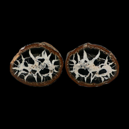 3.2" Septarian Dragon Stone Polished Halves Nodule Mineral Specimen Morocco