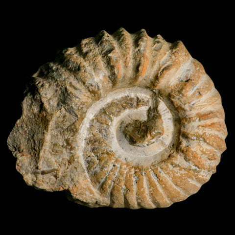5.2" Acanthoceras Ammonite Fossil Agadir Morocco 360 Million Year Old COA - Fossil Age Minerals