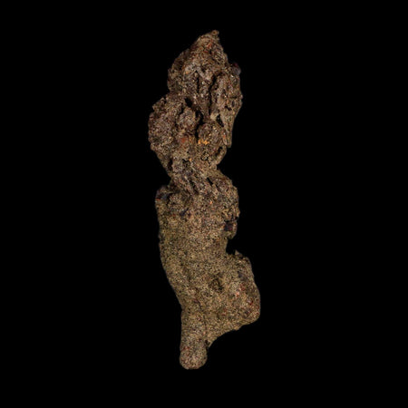 3.2" Prehistoric Coprolite Fossil Specimen Poop Dung Miocene Age Madagascar