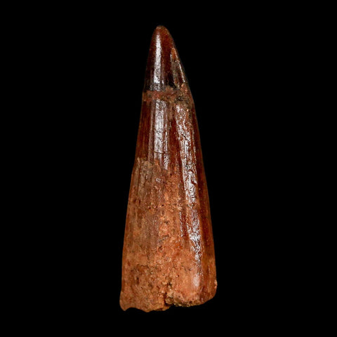 1.5" Spinosaurus Fossil Tooth 100 Million Years Old Cretaceous Dinosaur COA Stand