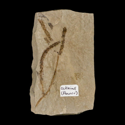 2.7" Fossil Catkins Flowers Plant Green River Formation Uintah County Utah Eocene Age - Fossil Age Minerals