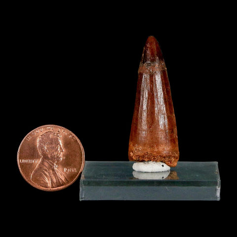 1.5" Spinosaurus Fossil Tooth 100 Million Years Old Cretaceous Dinosaur COA Stand