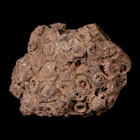 4.1" Rough Hexagonaria Coral Fossil Devonian Age 350 Million Yrs Old Morocco - Fossil Age Minerals