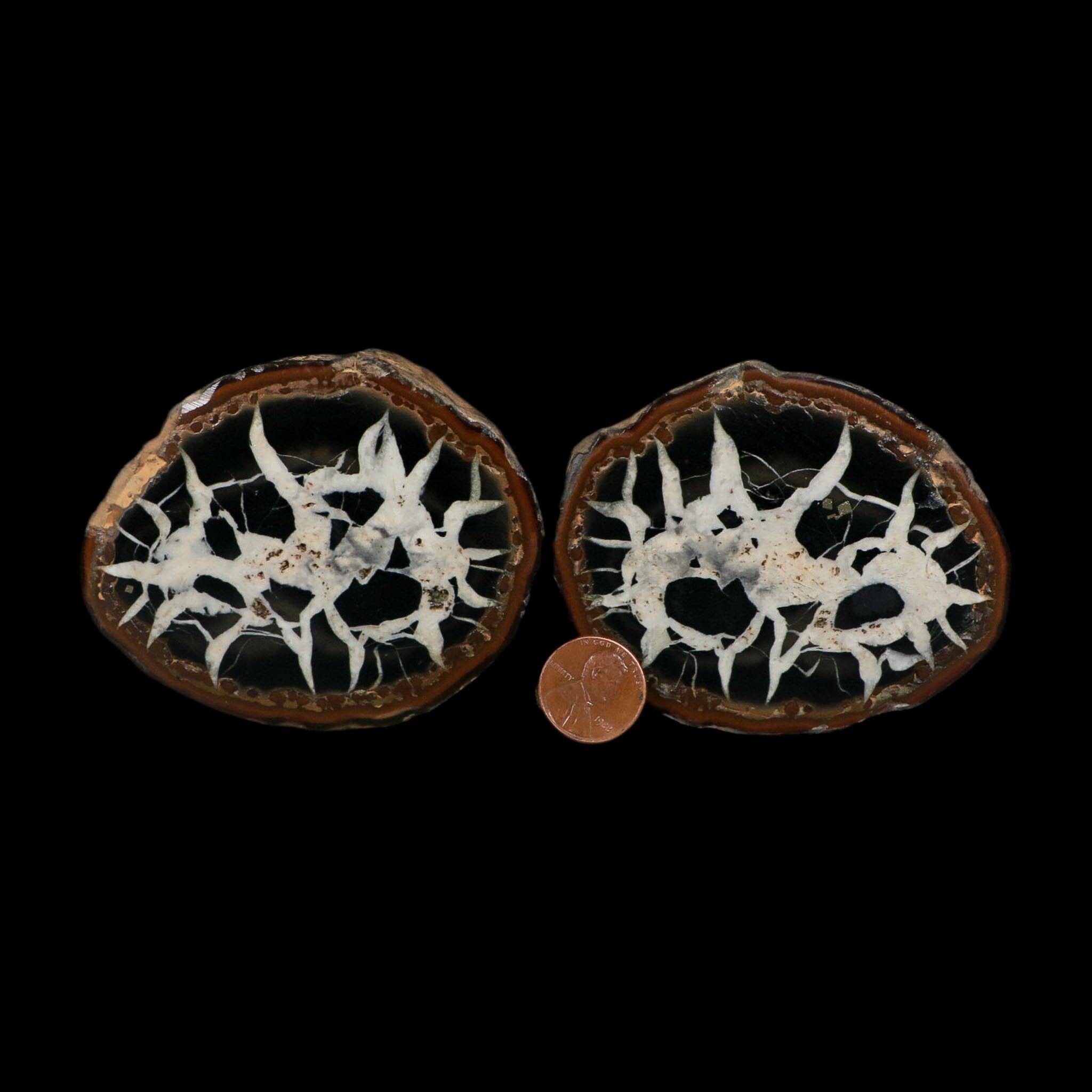 3.2" Septarian Dragon Stone Polished Halves Nodule Mineral Specimen Morocco - Fossil Age Minerals