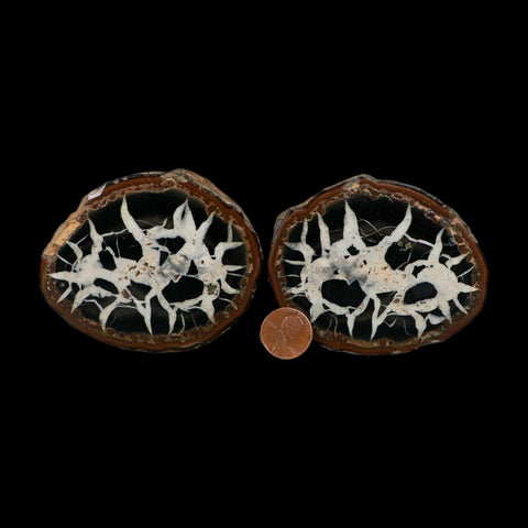 3.2" Septarian Dragon Stone Polished Halves Nodule Mineral Specimen Morocco