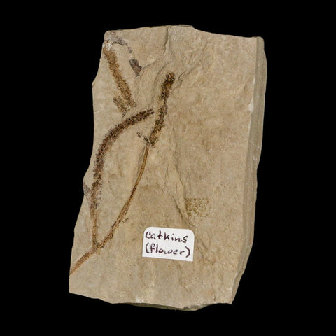 2.7" Fossil Catkins Flowers Plant Green River Formation Uintah County Utah Eocene Age - Fossil Age Minerals