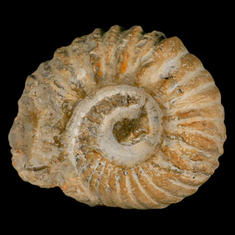 5.2" Acanthoceras Ammonite Fossil Agadir Morocco 360 Million Year Old COA - Fossil Age Minerals
