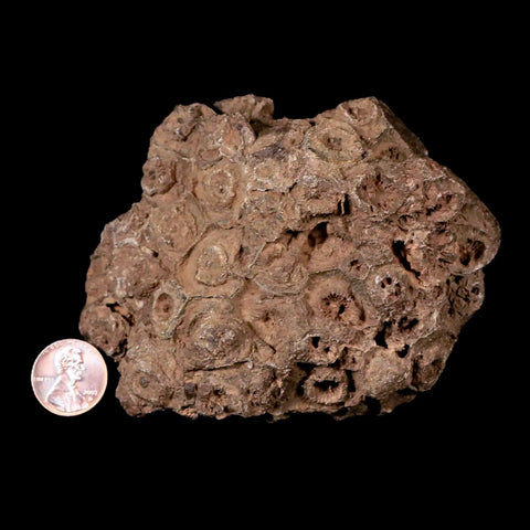 4.1" Rough Hexagonaria Coral Fossil Devonian Age 350 Million Yrs Old Morocco - Fossil Age Minerals