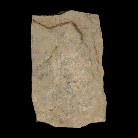2.7" Fossil Catkins Flowers Plant Green River Formation Uintah County Utah Eocene Age - Fossil Age Minerals