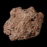 4.1" Rough Hexagonaria Coral Fossil Devonian Age 350 Million Yrs Old Morocco