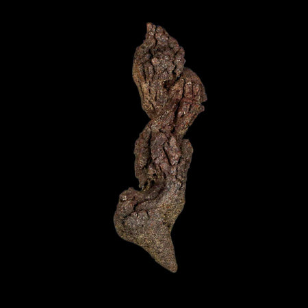 3.2" Prehistoric Coprolite Fossil Specimen Poop Dung Miocene Age Madagascar