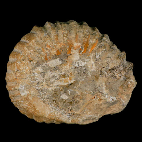 5.2" Acanthoceras Ammonite Fossil Agadir Morocco 360 Million Year Old COA - Fossil Age Minerals