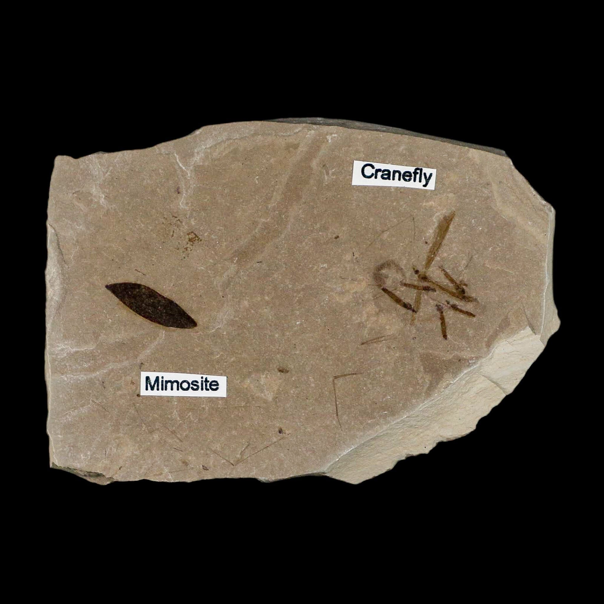 Fossil Crane Flies Mortality Plate Insect Green River FM Uintah County UT Mimosite Leaf - Fossil Age Minerals