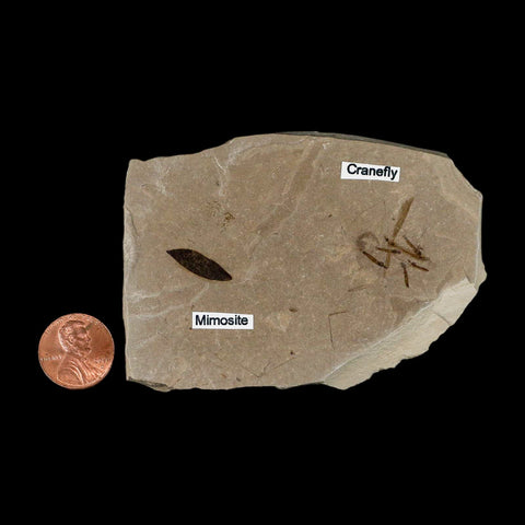 Fossil Crane Flies Mortality Plate Insect Green River FM Uintah County UT Mimosite Leaf - Fossil Age Minerals