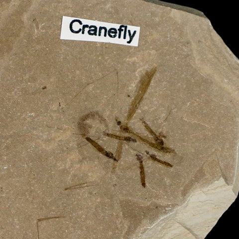 Fossil Crane Flies Mortality Plate Insect Green River FM Uintah County UT Mimosite Leaf - Fossil Age Minerals