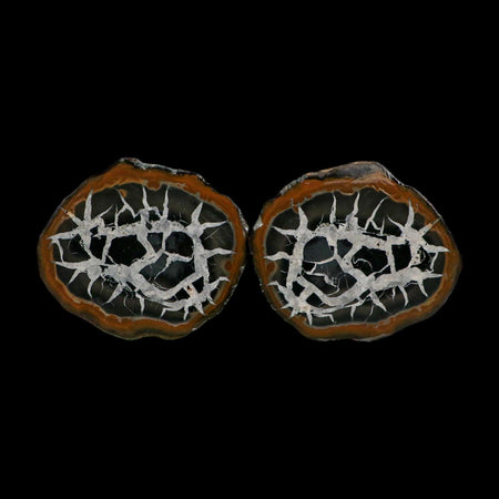 2.9" Septarian Dragon Stone Polished Halves Nodule Mineral Specimen Morocco