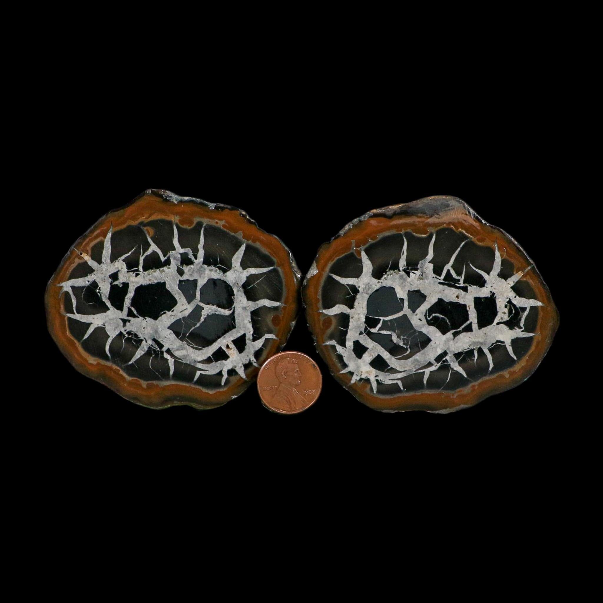 2.9" Septarian Dragon Stone Polished Halves Nodule Mineral Specimen Morocco - Fossil Age Minerals