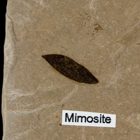 Fossil Crane Flies Mortality Plate Insect Green River FM Uintah County UT Mimosite Leaf - Fossil Age Minerals