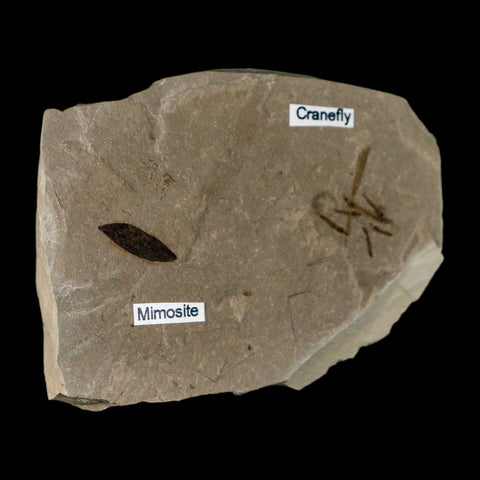 Fossil Crane Flies Mortality Plate Insect Green River FM Uintah County UT Mimosite Leaf - Fossil Age Minerals