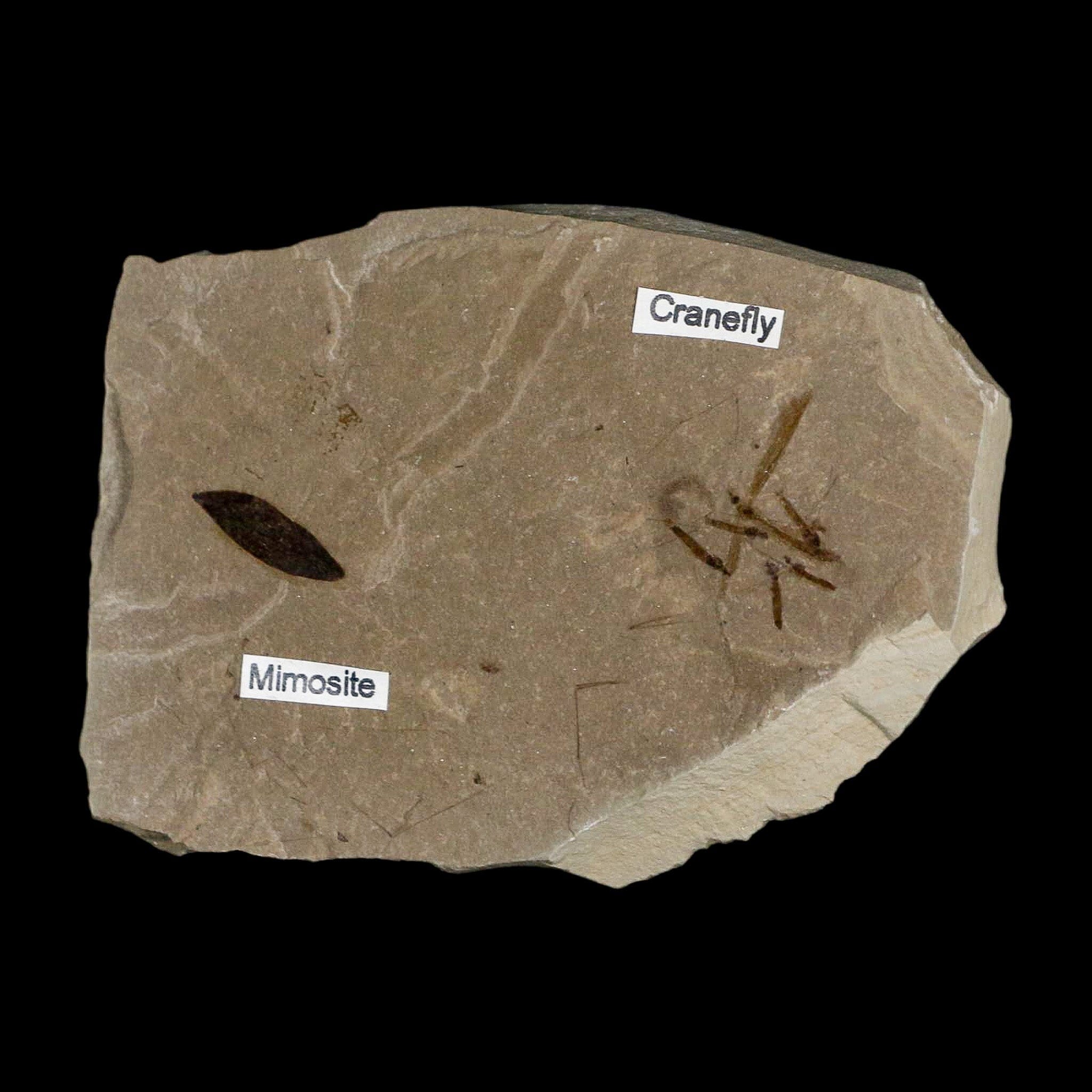 Fossil Crane Flies Mortality Plate Insect Green River FM Uintah County UT Mimosite Leaf - Fossil Age Minerals