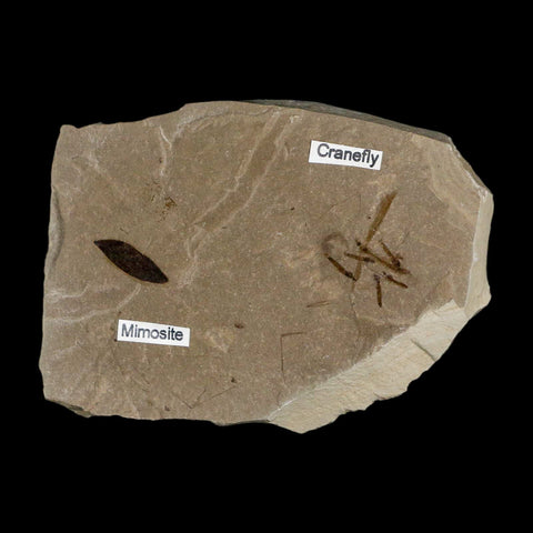 Fossil Crane Flies Mortality Plate Insect Green River FM Uintah County UT Mimosite Leaf - Fossil Age Minerals