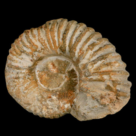 3.2" Acanthoceras Ammonite Fossil Agadir Morocco 360 Million Year Old COA - Fossil Age Minerals