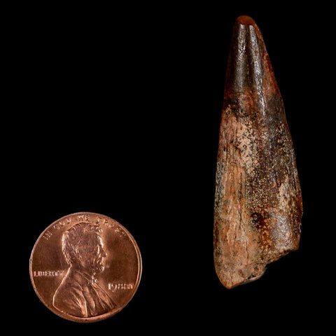 1.8" Spinosaurus Fossil Tooth 100 Million Years Old Cretaceous Dinosaur COA Stand