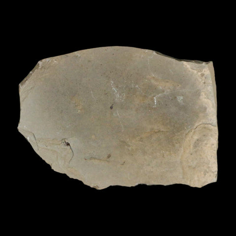 Fossil Crane Flies Mortality Plate Insect Green River FM Uintah County UT Mimosite Leaf - Fossil Age Minerals