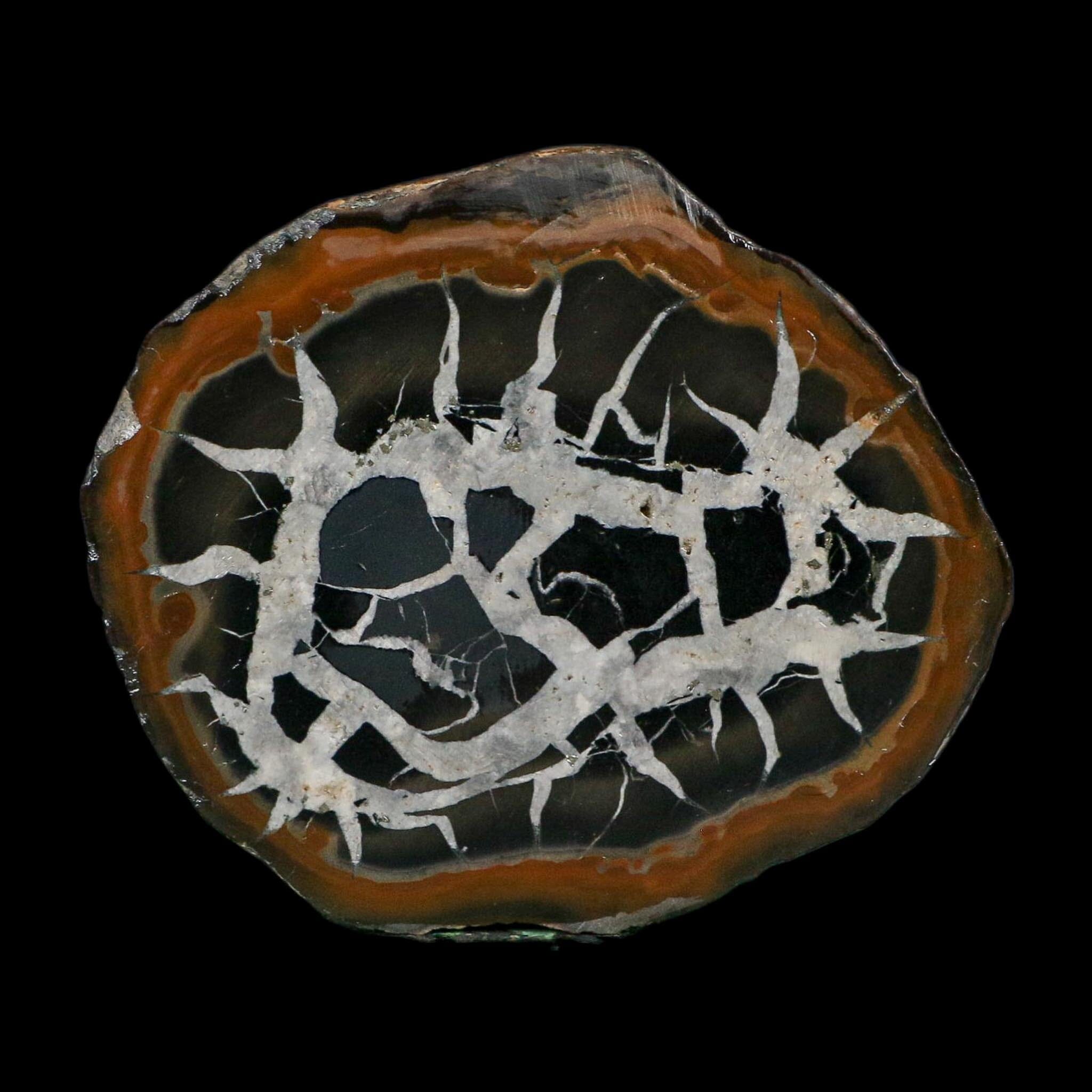 2.9" Septarian Dragon Stone Polished Halves Nodule Mineral Specimen Morocco - Fossil Age Minerals