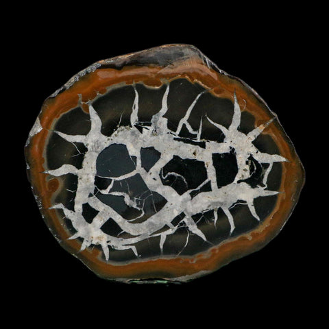 2.9" Septarian Dragon Stone Polished Halves Nodule Mineral Specimen Morocco