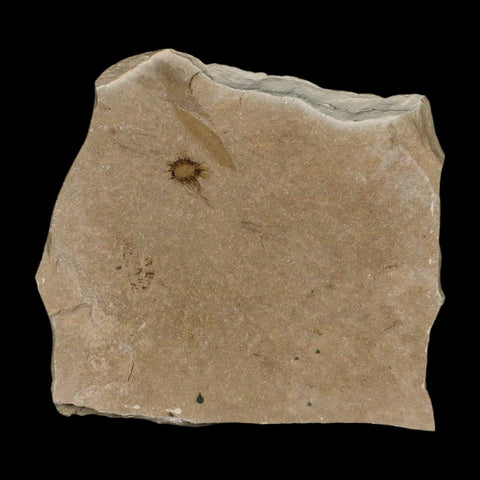 0.3" Fossil Fagapsis Immature Fruit Plant Green River FM Uintah County Utah Eocene Age - Fossil Age Minerals