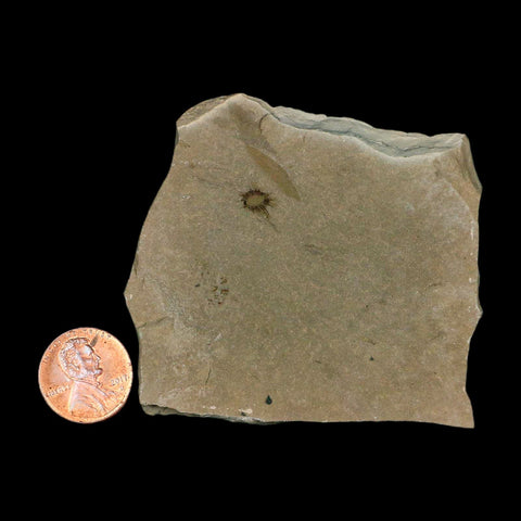 0.3" Fossil Fagapsis Immature Fruit Plant Green River FM Uintah County Utah Eocene Age - Fossil Age Minerals