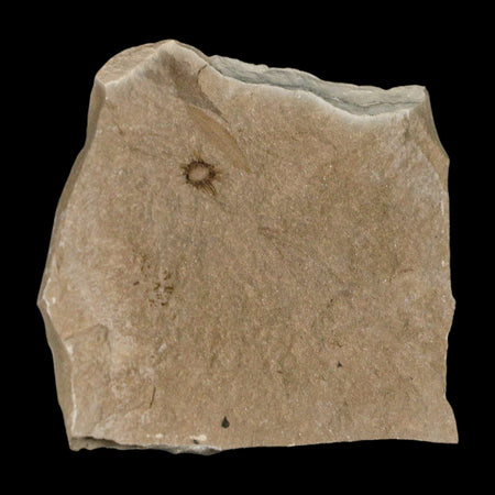 0.3" Fossil Fagapsis Immature Fruit Plant Green River FM Uintah County Utah Eocene Age
