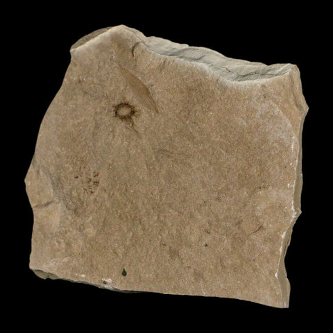 0.3" Fossil Fagapsis Immature Fruit Plant Green River FM Uintah County Utah Eocene Age - Fossil Age Minerals