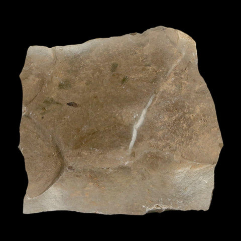 0.3" Fossil Fagapsis Immature Fruit Plant Green River FM Uintah County Utah Eocene Age - Fossil Age Minerals