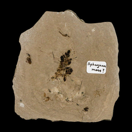 0.8" Fossil Sphagnum Moss Plant Green River Formation Uintah County Utah Eocene Age