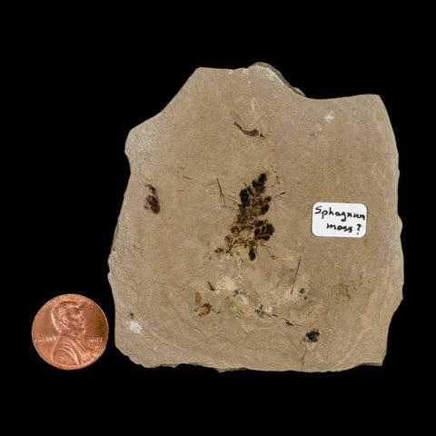 0.8" Fossil Sphagnum Moss Plant Green River Formation Uintah County Utah Eocene Age - Fossil Age Minerals