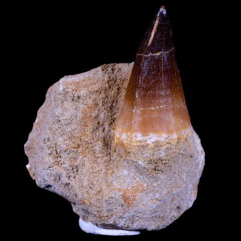 XL 2.1" Mosasaur Prognathodon Fossil Tooth In Matrix Cretaceous Dinosaur Era COA - Fossil Age Minerals