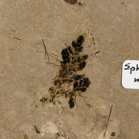 0.8" Fossil Sphagnum Moss Plant Green River Formation Uintah County Utah Eocene Age - Fossil Age Minerals