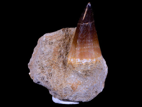 XL 2.1" Mosasaur Prognathodon Fossil Tooth In Matrix Cretaceous Dinosaur Era COA - Fossil Age Minerals