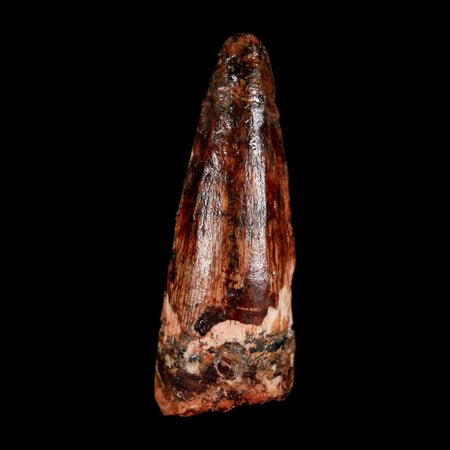 1.5" Spinosaurus Fossil Tooth 100 Million Years Old Cretaceous Dinosaur COA Stand