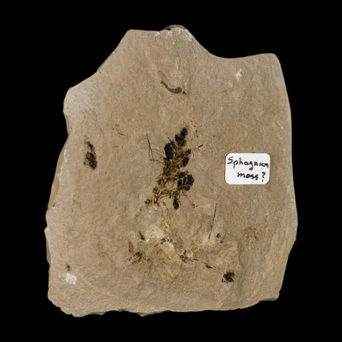 0.8" Fossil Sphagnum Moss Plant Green River Formation Uintah County Utah Eocene Age - Fossil Age Minerals