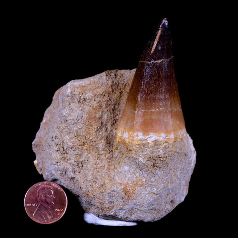 XL 2.1" Mosasaur Prognathodon Fossil Tooth In Matrix Cretaceous Dinosaur Era COA - Fossil Age Minerals
