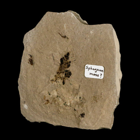 0.8" Fossil Sphagnum Moss Plant Green River Formation Uintah County Utah Eocene Age - Fossil Age Minerals